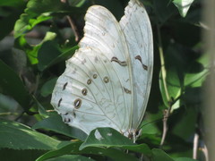 Morpho polyphemus polyphemus