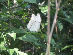 Morpho polyphemus polyphemus