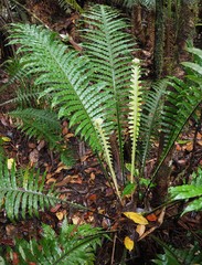 Blechnum oceanicum