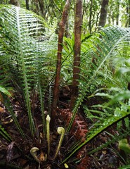 Blechnum oceanicum