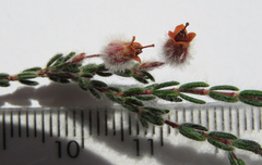 Erica capitata