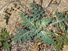 Verbascum pinnatifidum