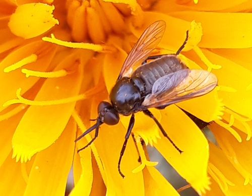 Usia florea