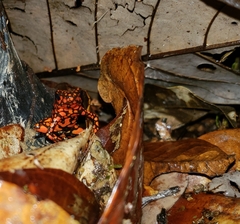 Oophaga histrionica