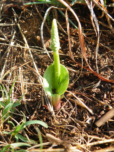 Image of White Woolseed (Eriospermum cooperi) by (c) Antoinette Eyssell Knox, some rights reserved (CC BY-SA)