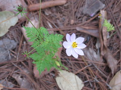 Cosmos pacificus pacificus