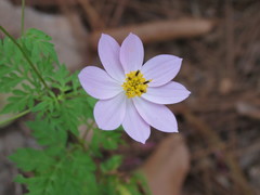 Cosmos pacificus pacificus