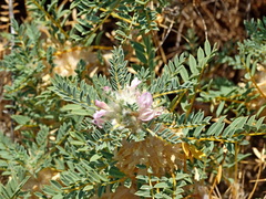 Astragalus thracicus