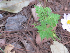 Cosmos pacificus pacificus