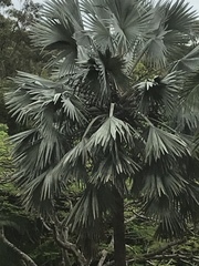 Bismarckia