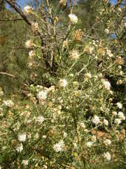 Grevillea crithmifolia