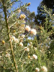 Grevillea crithmifolia