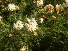 Grevillea crithmifolia