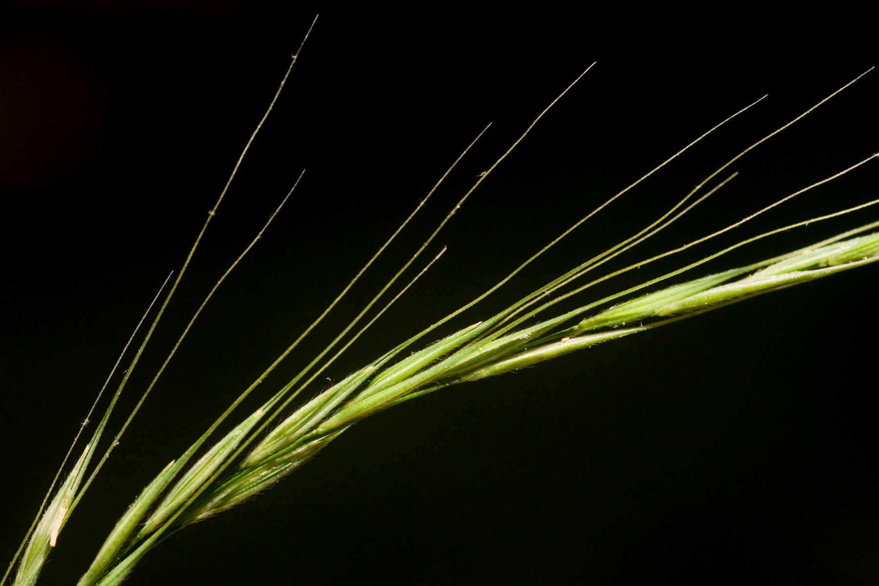 Brachyelytrum erectum