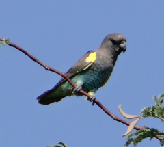 Poicephalus meyeri