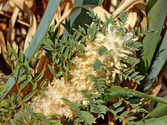 Astragalus thracicus