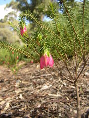 Darwinia