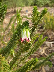 Darwinia