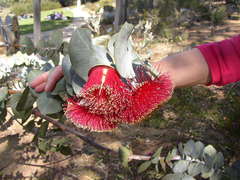 Eucalyptus macrocarpa