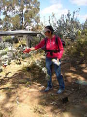 Eucalyptus macrocarpa