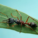 Myrmecia varians - Photo (c) Gunter Maywald, some rights reserved (CC BY-NC), uploaded by Gunter Maywald
