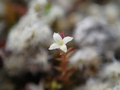 Galium perpusillum