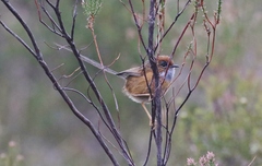 Stipiturus malachurus