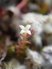 Galium perpusillum