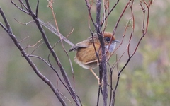 Stipiturus malachurus