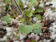 Ranunculus multiscapus