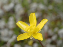 Ranunculus multiscapus
