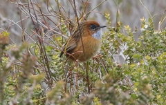 Stipiturus malachurus