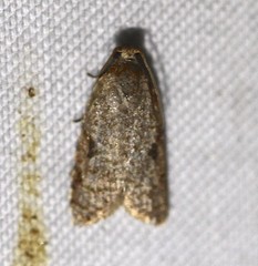 Meritastis piperata