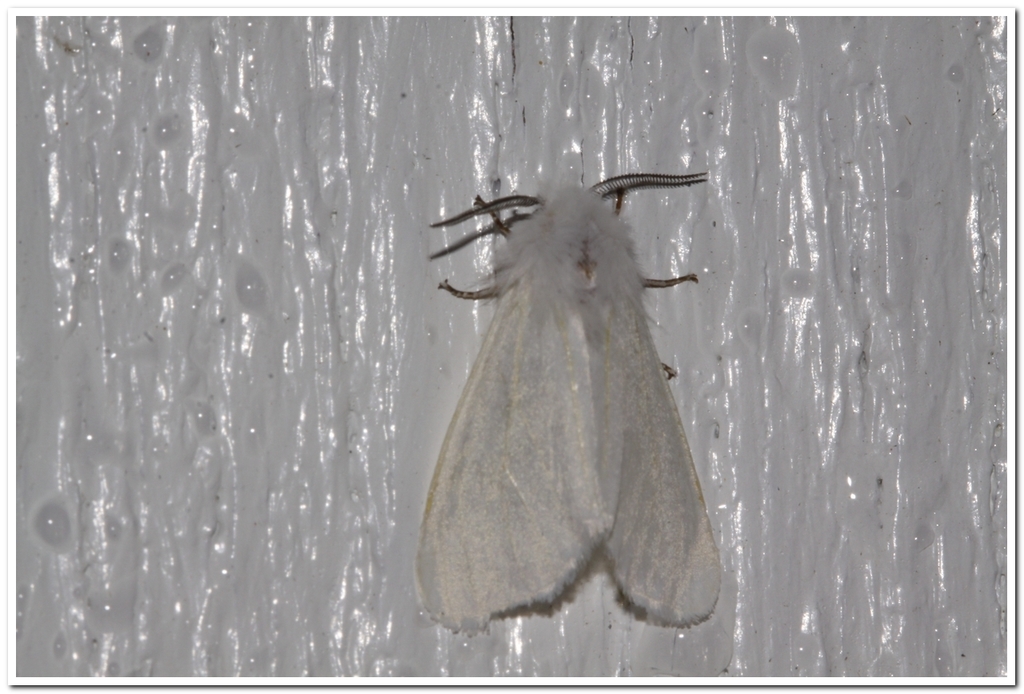 Fall Webworm Moth from Le Rocher-Percé, QC, Canada on July 9, 2018 at ...