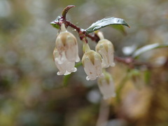 Gaultheria macrostigma