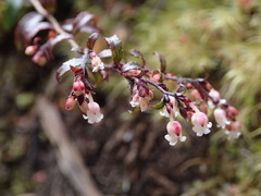 Gaultheria macrostigma
