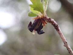 Pittosporum divaricatum