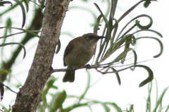 Lichmera indistincta ocularis