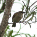 Eastern Brown Honeyeater - Photo (c) Julien Renoult, some rights reserved (CC BY), uploaded by Julien Renoult