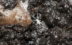 Eupodidae