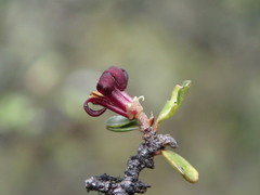 Pittosporum divaricatum