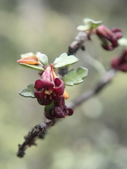 Pittosporum divaricatum