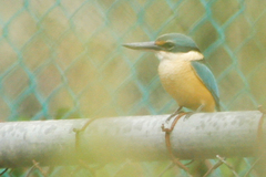 Todiramphus sanctus sanctus