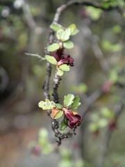 Pittosporum divaricatum