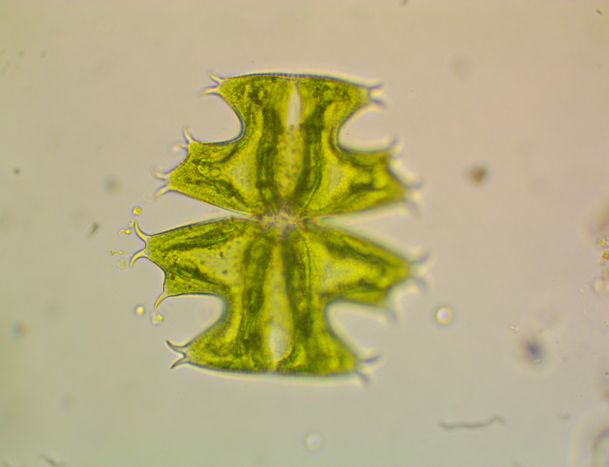 Micrasterias depauperata