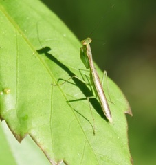 Callimantis antillarum