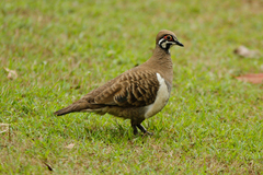 Geophaps scripta