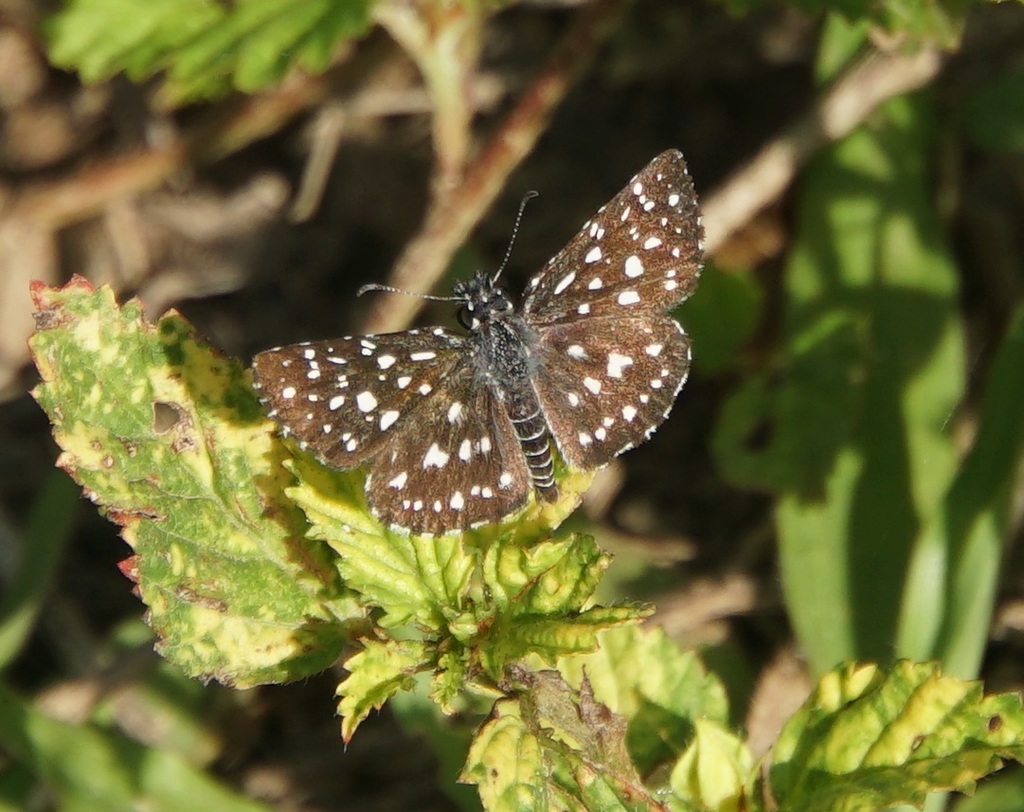 Antillean Checkered-Skipper