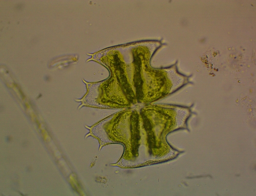Micrasterias depauperata — photo 1