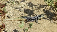 Liolaemus nigromaculatus